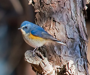 Гургалдай (Гургалдай хөхзоот)